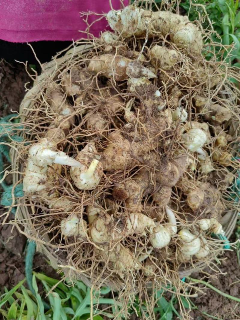 基地直发黄精，多花黄精大量供应，支持零售批发，可来电咨询