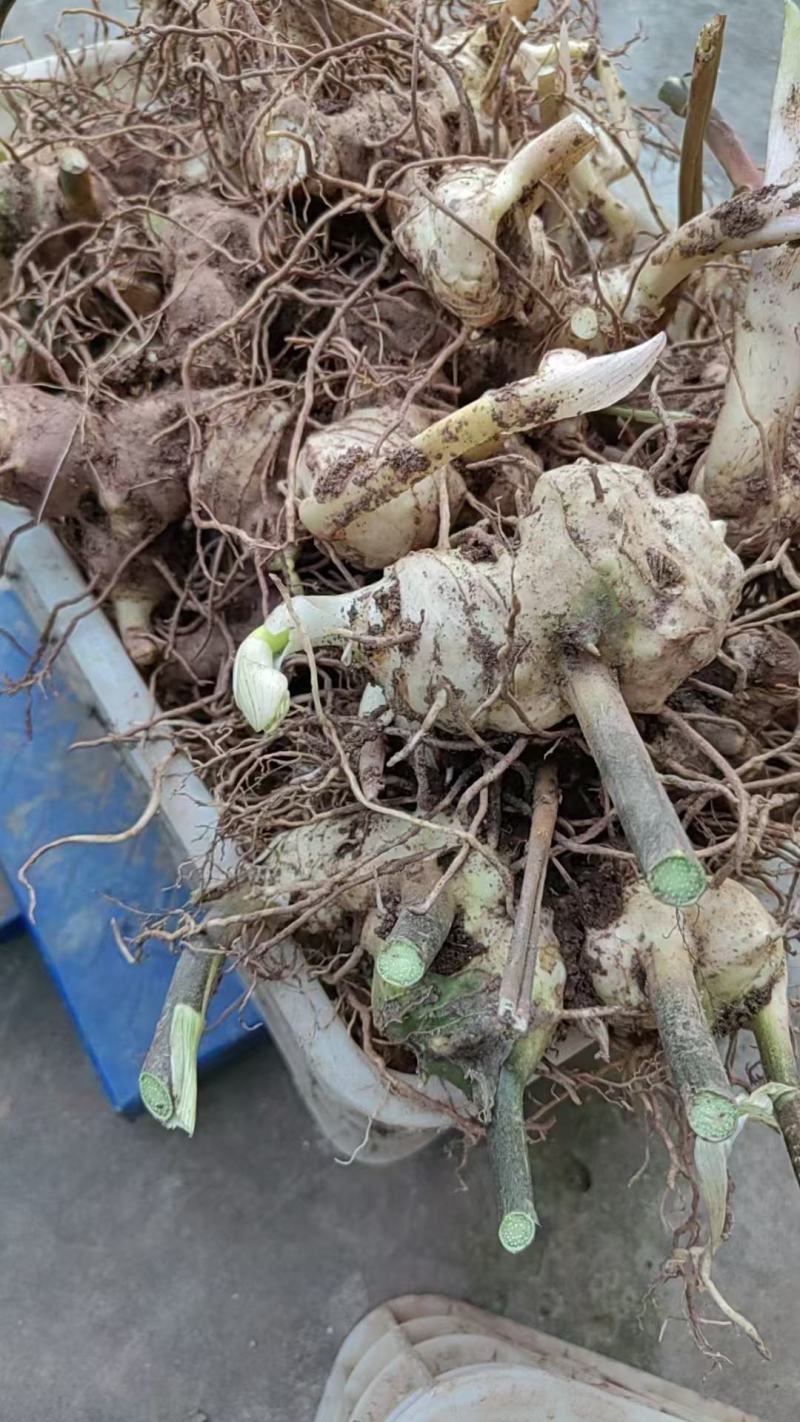 基地直发黄精，多花黄精大量供应，支持零售批发，可来电咨询