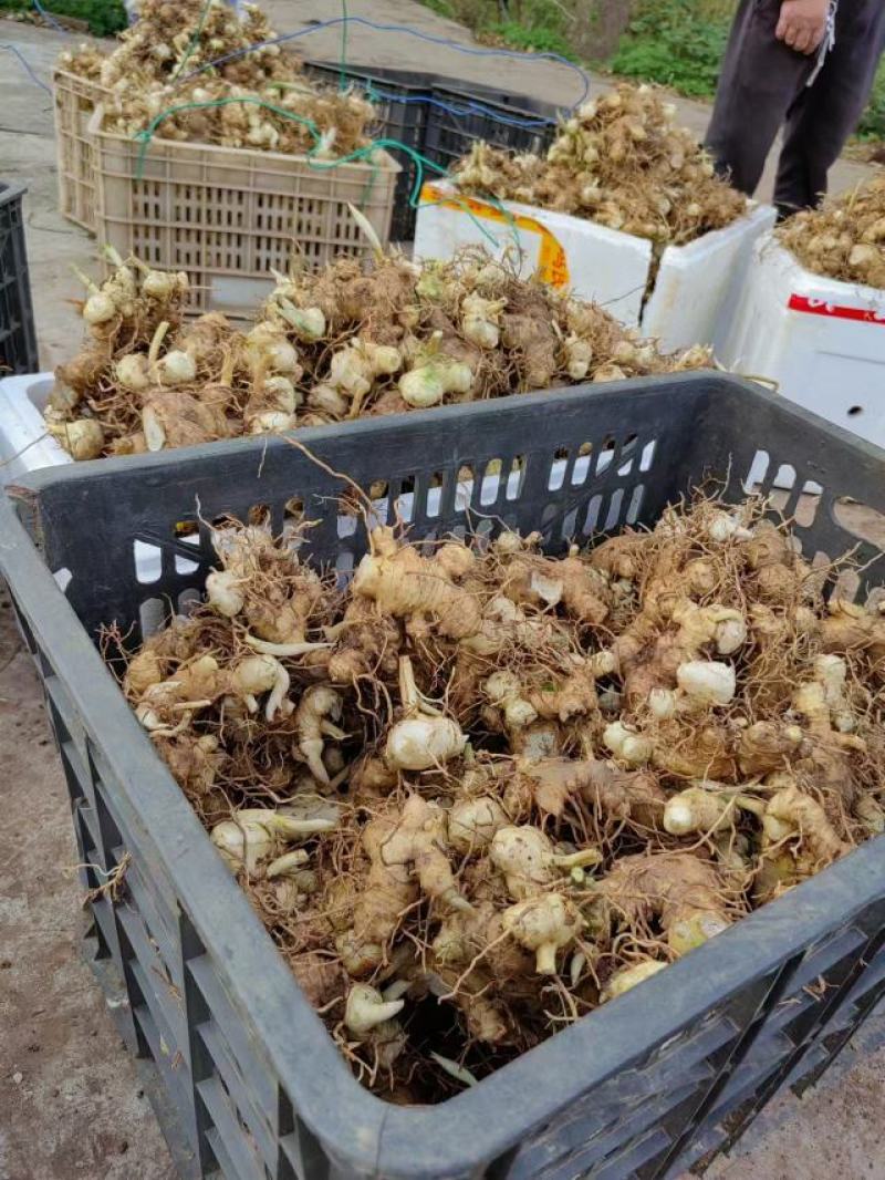 基地直发黄精，多花黄精大量供应，支持零售批发，可来电咨询