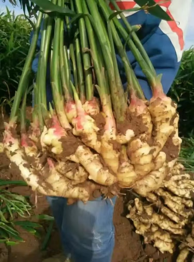 2025年山东，红芽鲜姜，大量上市，货源充足，保质保量