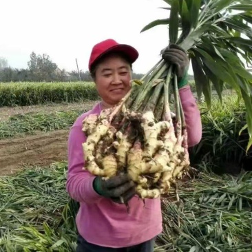 2025年山东,红芽鲜姜,大量上市,货源充足,保质保量
