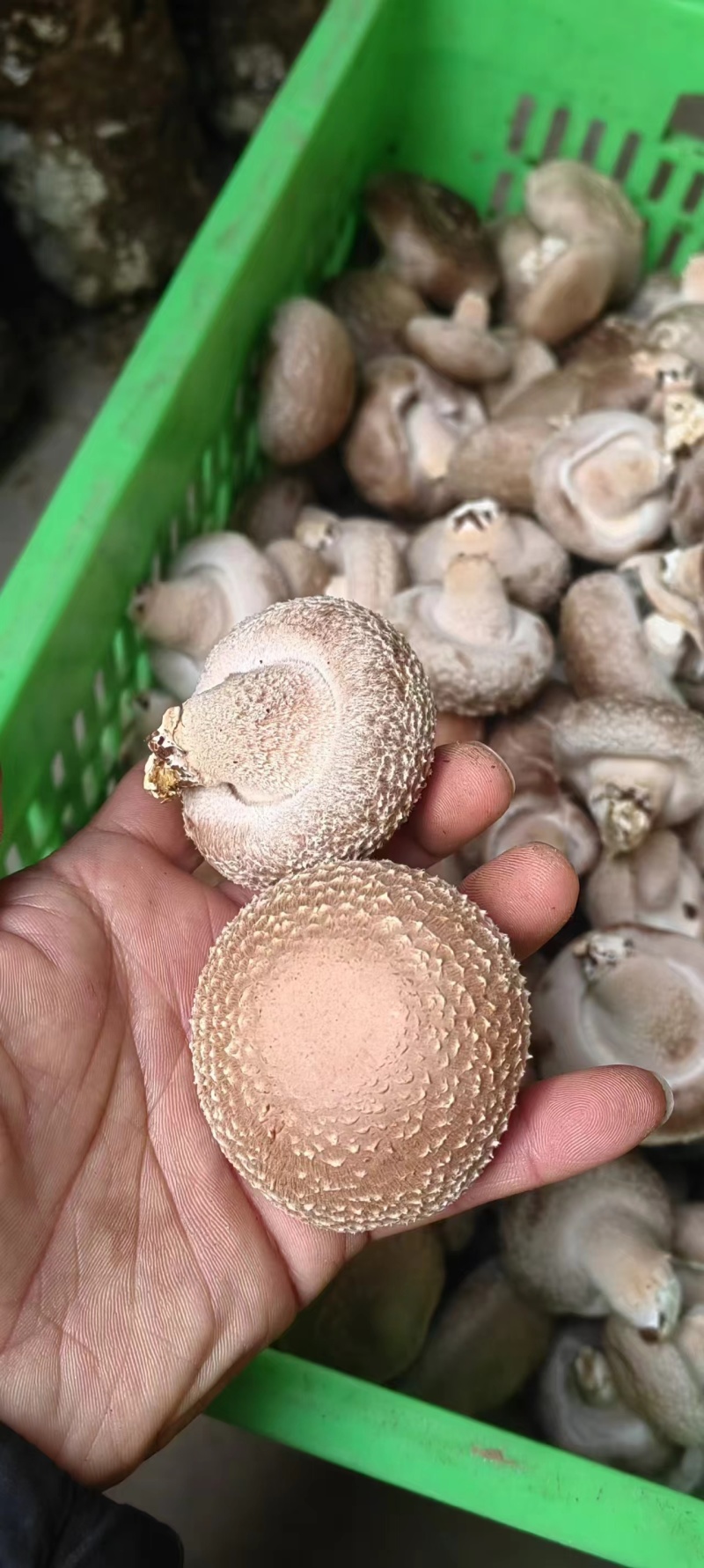 鲜香菇大量有货可对接电商平台发全国
