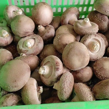精品白面菇光面菇水菇鲜菇欢迎来电洽谈合作