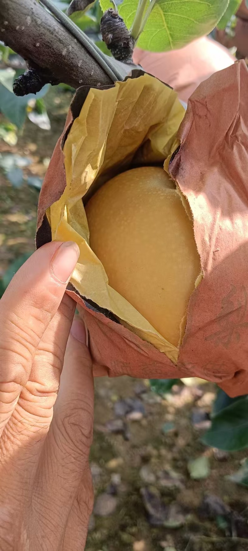 【推荐】烟台莱阳秋月梨大量供应产地直发欢迎来电咨询
