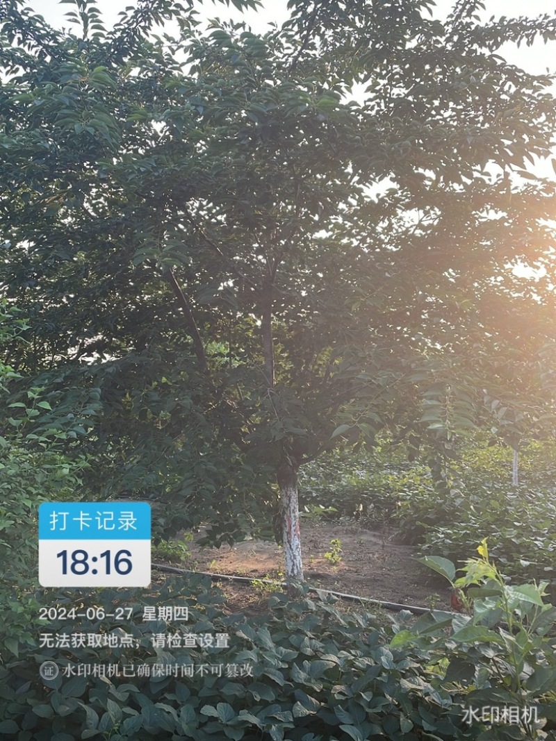 染井吉野