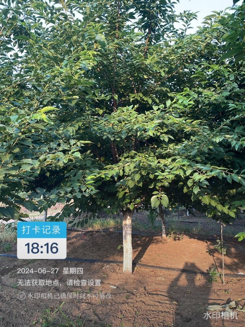染井吉野