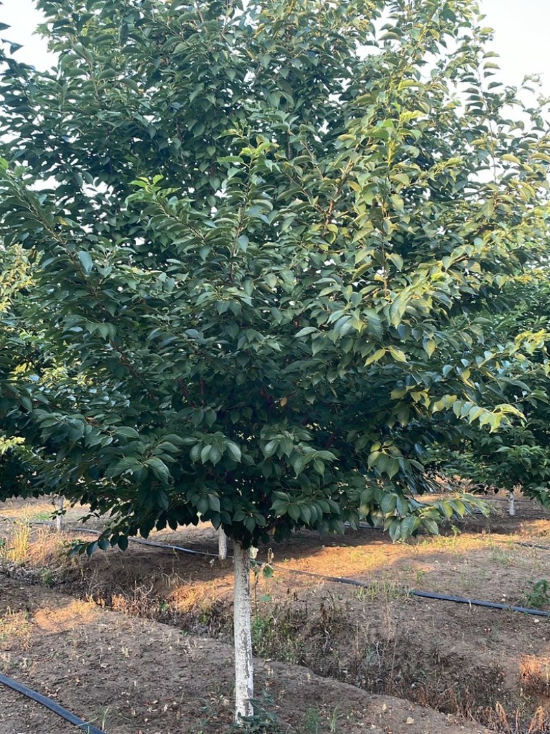 染井吉野