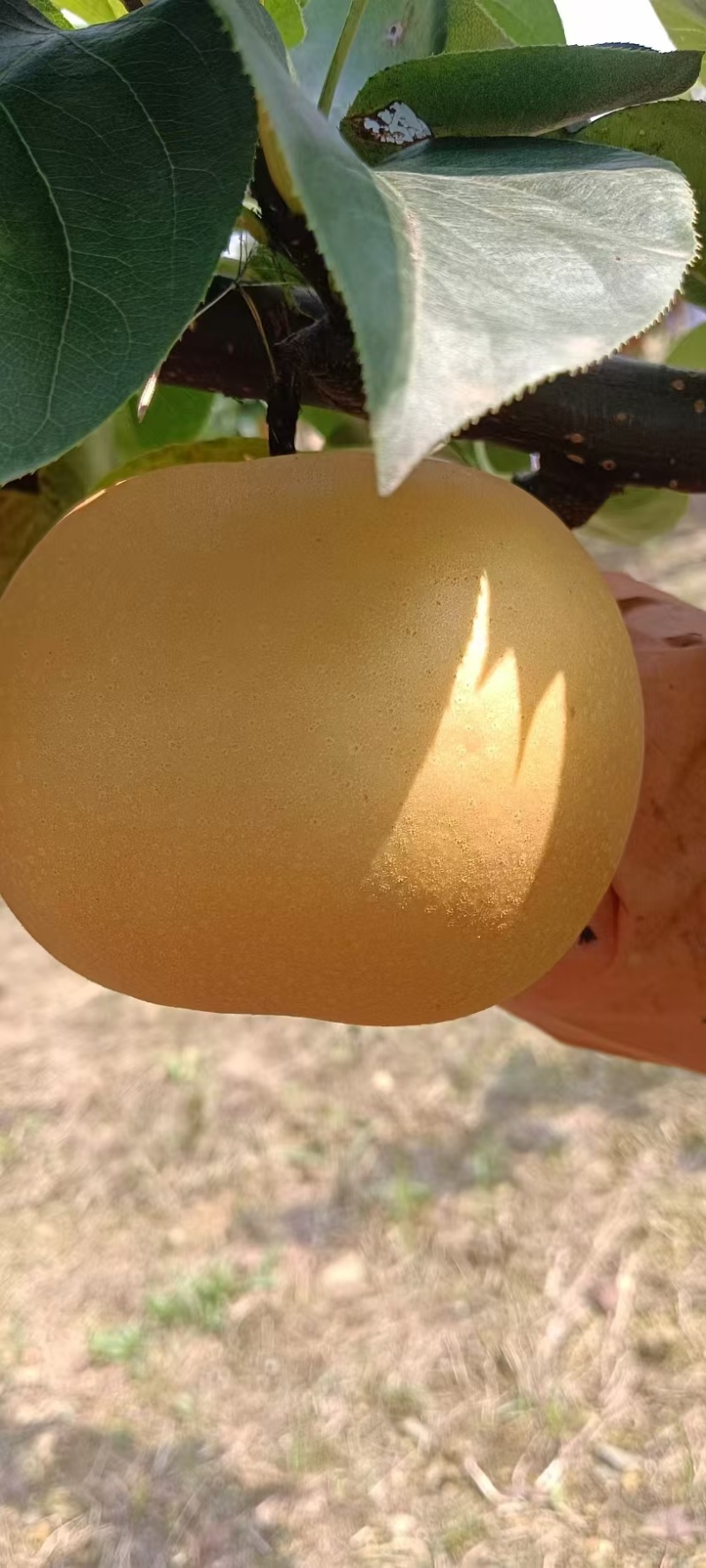 【精品】山东莱阳秋月梨大量上市产地直发价格美丽量大从优