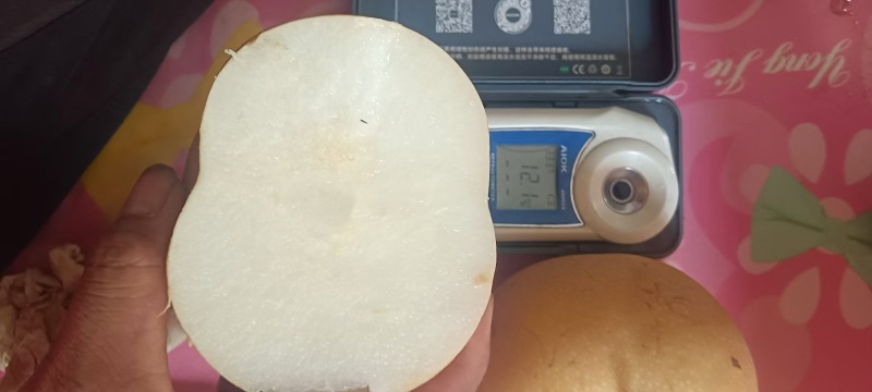 【精品】山东莱阳秋月梨大量上市产地直发价格美丽量大从优