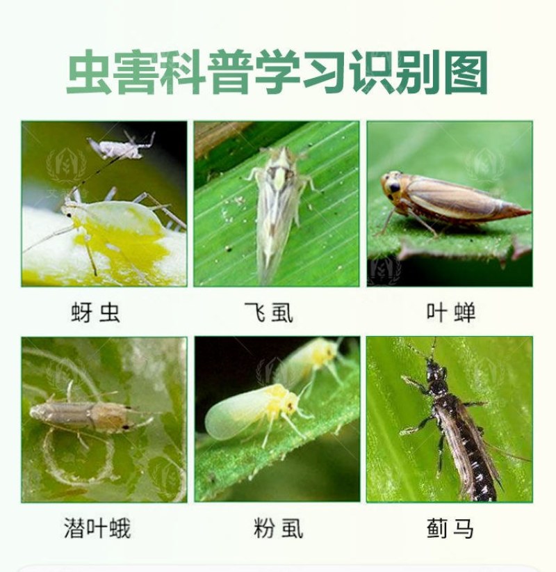 75%噻虫嗪内吸性烟碱类杀虫剂水稻稻飞虱蚜虫蓟马绿叶蝉