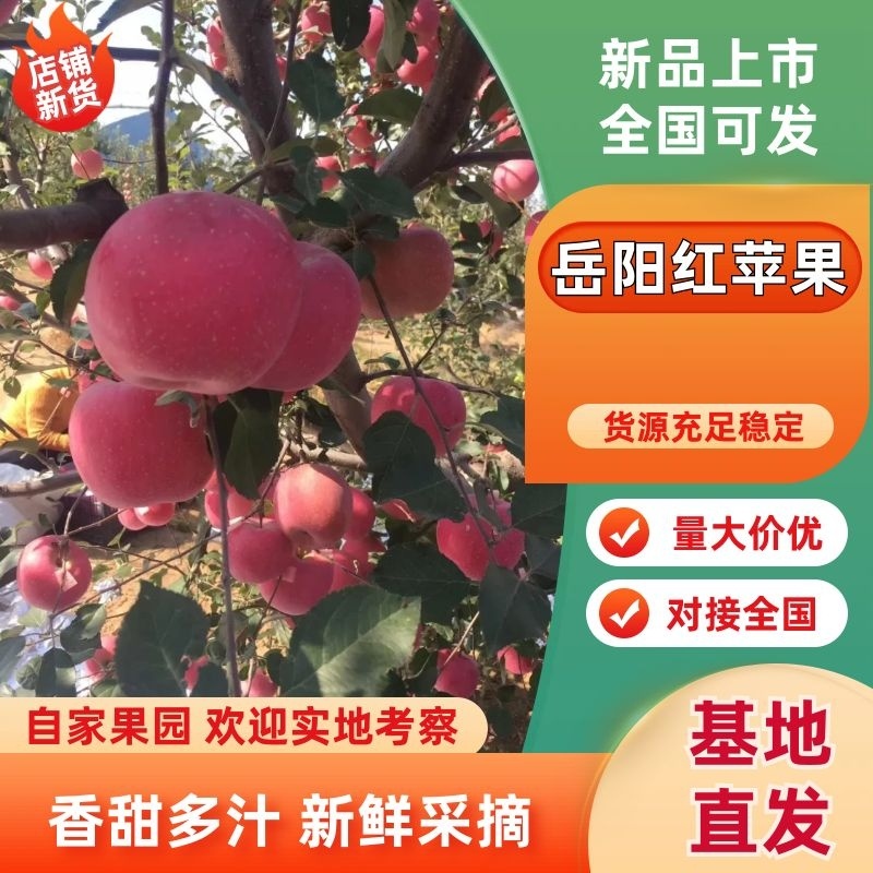 寒富苹果基地直发新鲜采摘一手货源欢迎致电