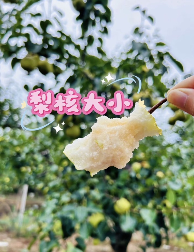 砀山酥梨保证质量，价格低，质量好，甜度高。
