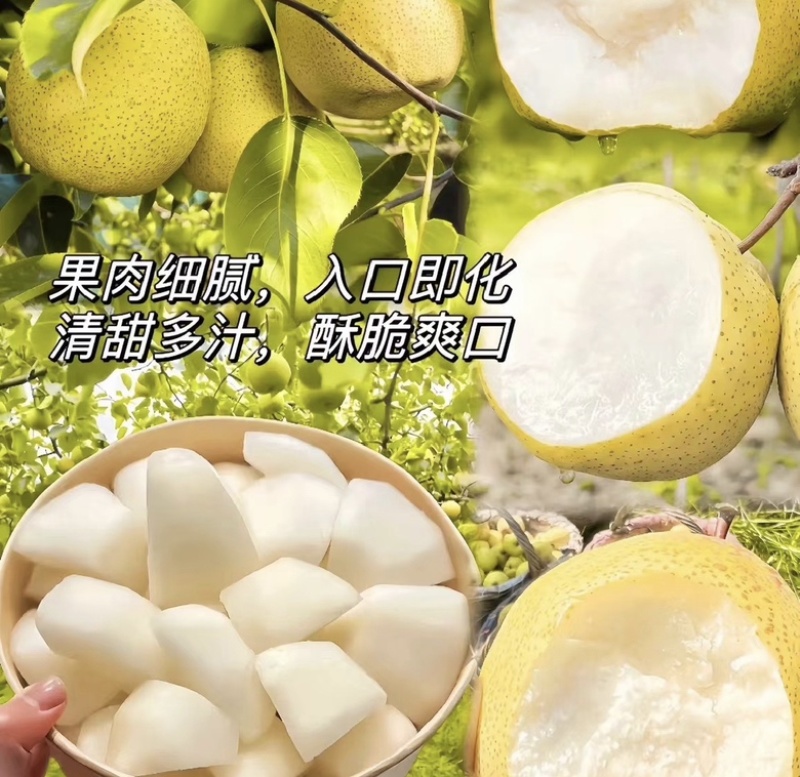 砀山酥梨保证质量，价格低，质量好，甜度高。