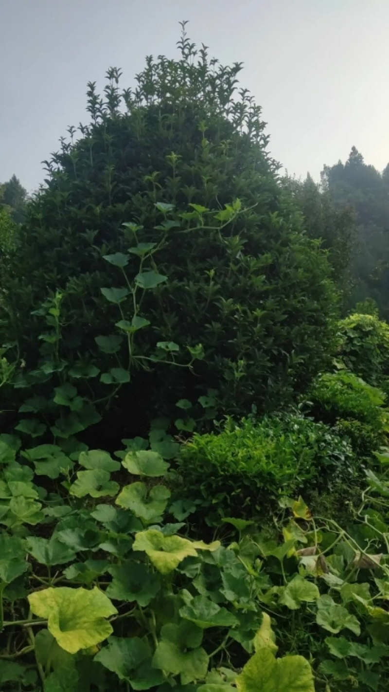 精品桂花树成树产地直发品种齐全质量好生命力旺盛