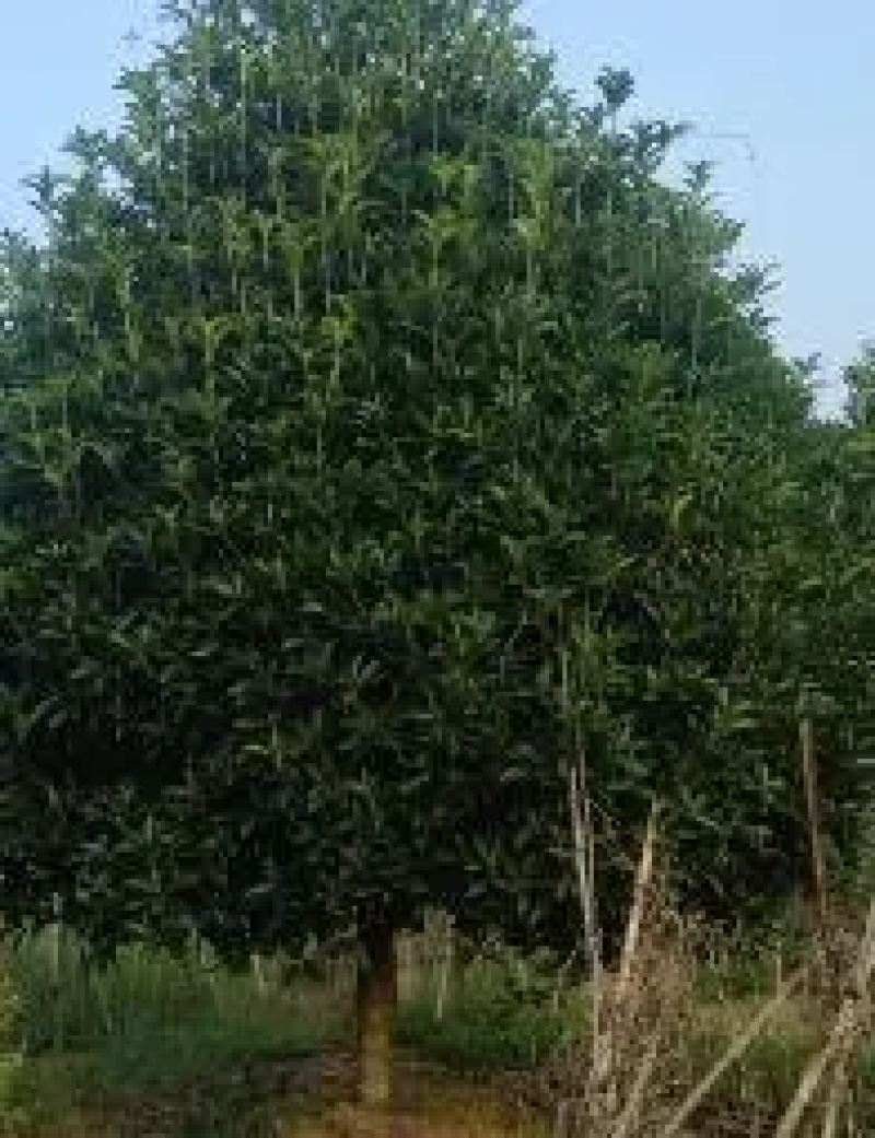 精品桂花树成树产地直发品种齐全质量好生命力旺盛