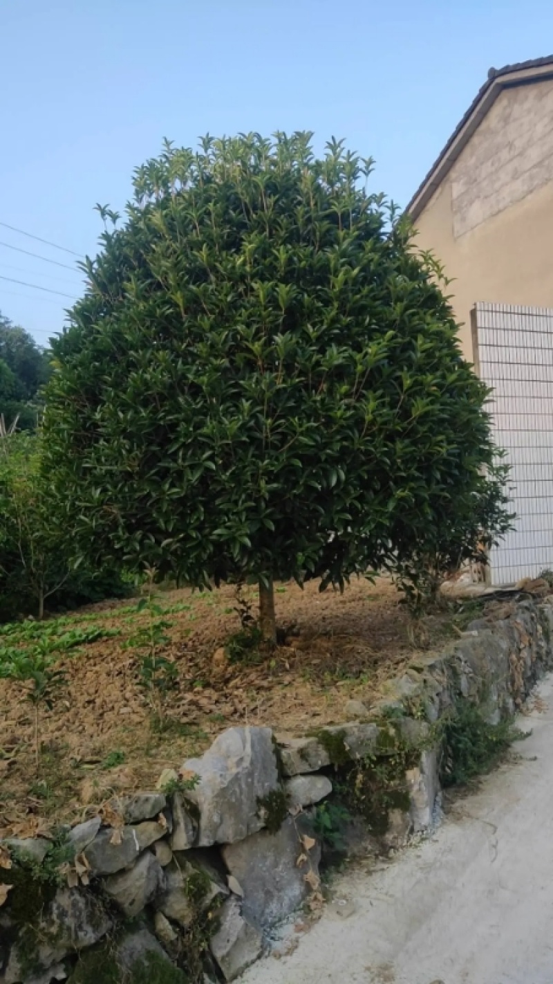 精品桂花树成树产地直发品种齐全质量好生命力旺盛
