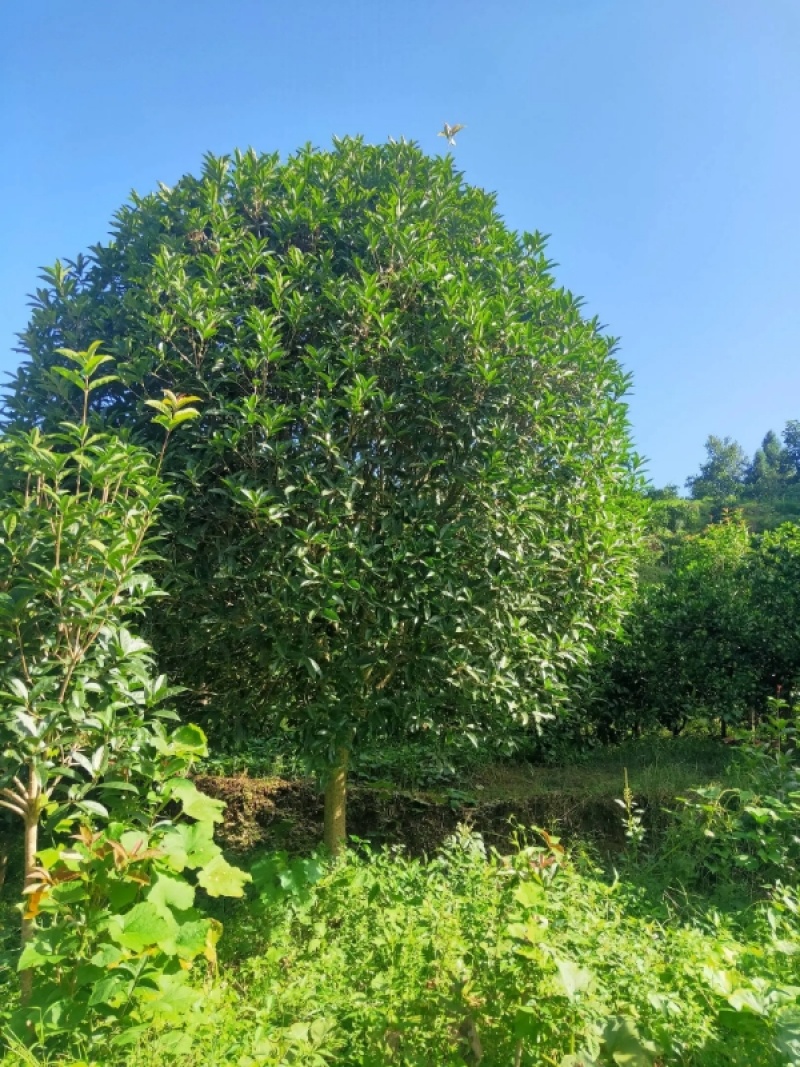 精品桂花树成树产地直发品种齐全质量好生命力旺盛