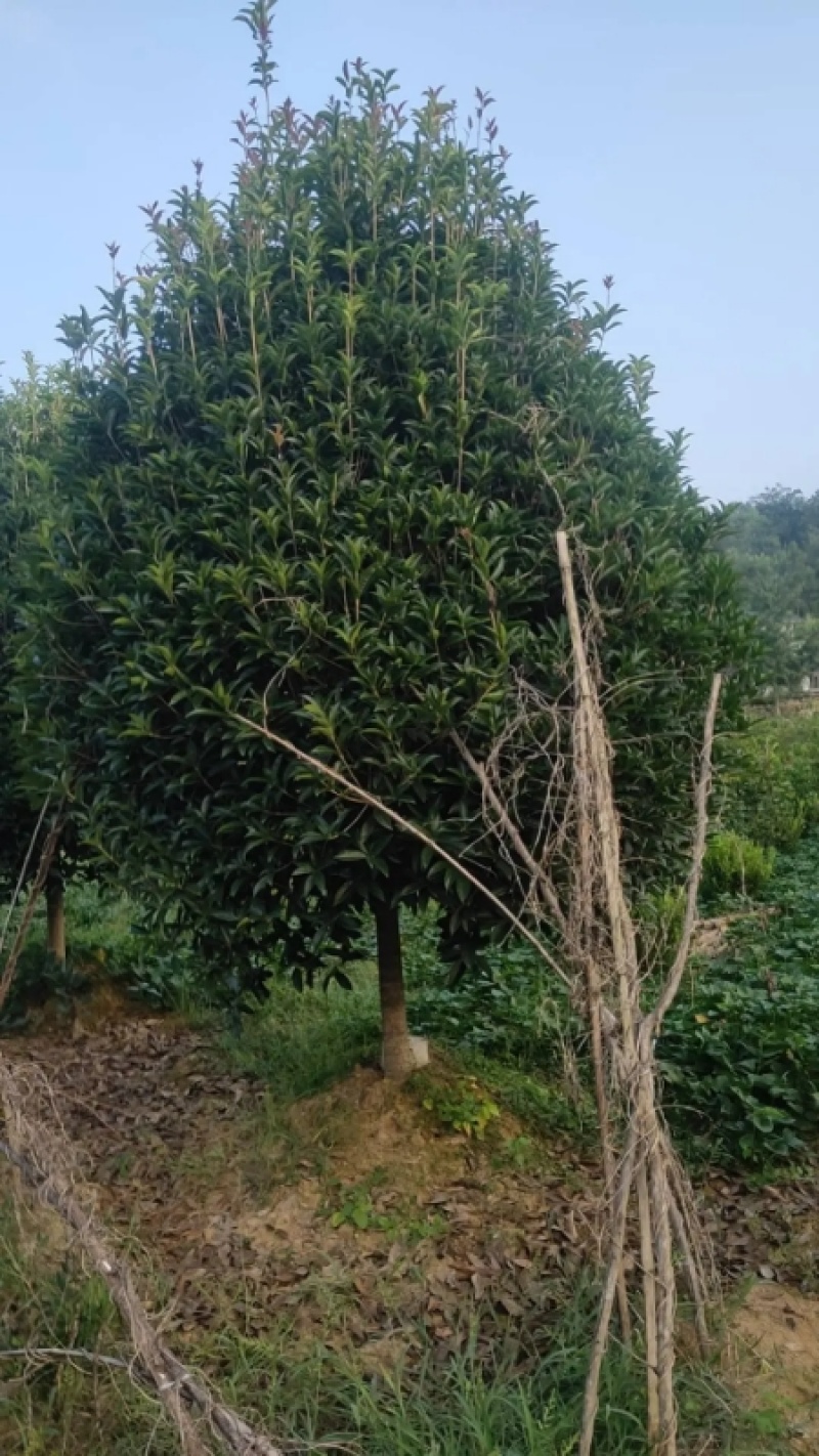 精品桂花树成树产地直发品种齐全质量好生命力旺盛