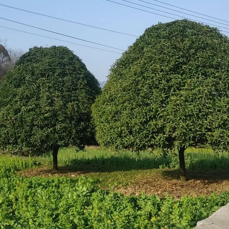 精品桂花树成树产地直发品种齐全质量好生命力旺盛