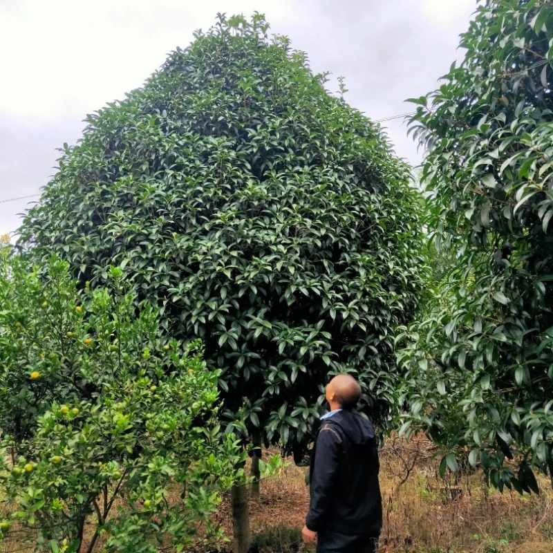 精品桂花树成树产地直发品种齐全质量好生命力旺盛
