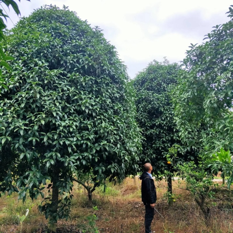 精品桂花树成树产地直发品种齐全质量好生命力旺盛