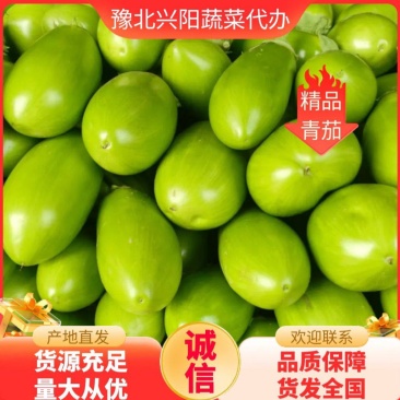 精品青茄子产地直销一手货源，保质保量！欢迎各位老板咨询