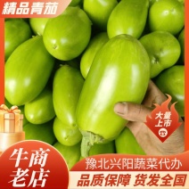 河南冷棚青茄产地直销一手货源，可对接各地客商各大档口市场