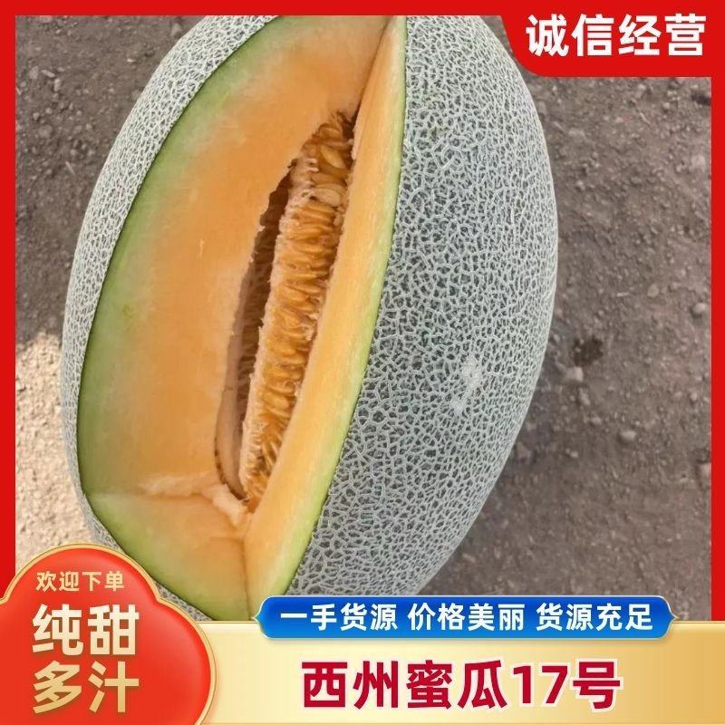 [可视频看货[新疆西州蜜大量上市个大糖度高包甜欢迎来电