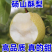 砀山酥梨保证质量,价格低,质量好,甜度高。