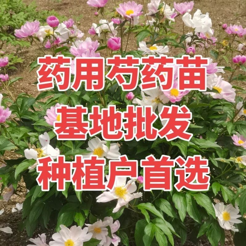 亳州精品赤芍苗基地直发品质保证一手货源量大从优