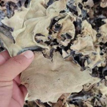 干木耳一级本地干货，一手货源，农户买卖积极性尚可