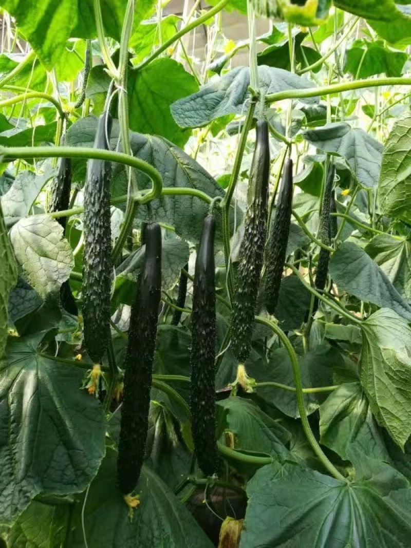黄瓜苗嫁接强雌大黄瓜苗密刺黄瓜苗寿光基地直发量大从优