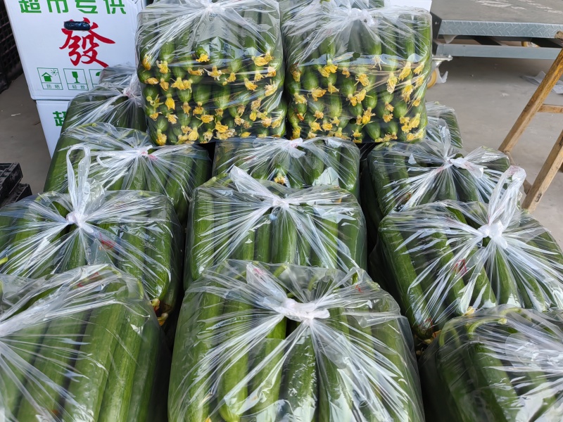 小黄瓜
