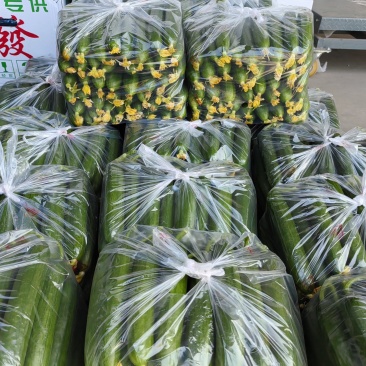 小黄瓜