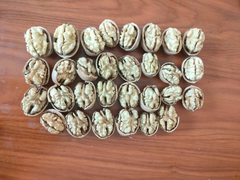 新疆核桃