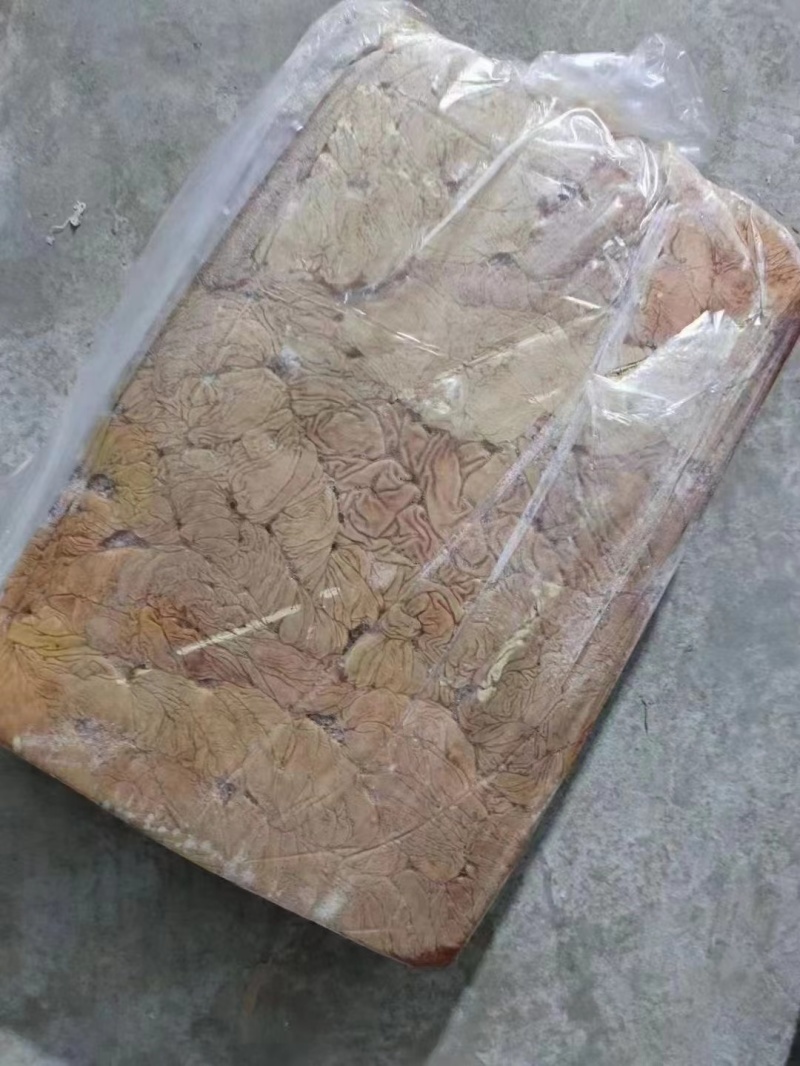 马中肠