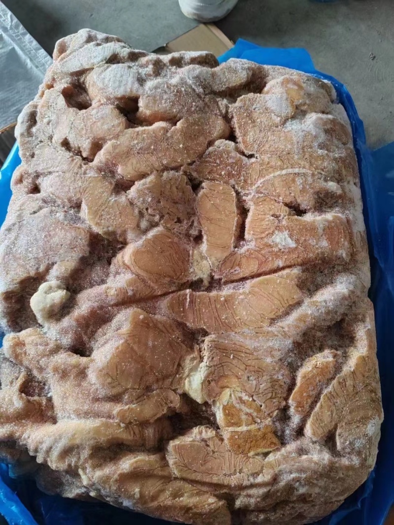 马中肠