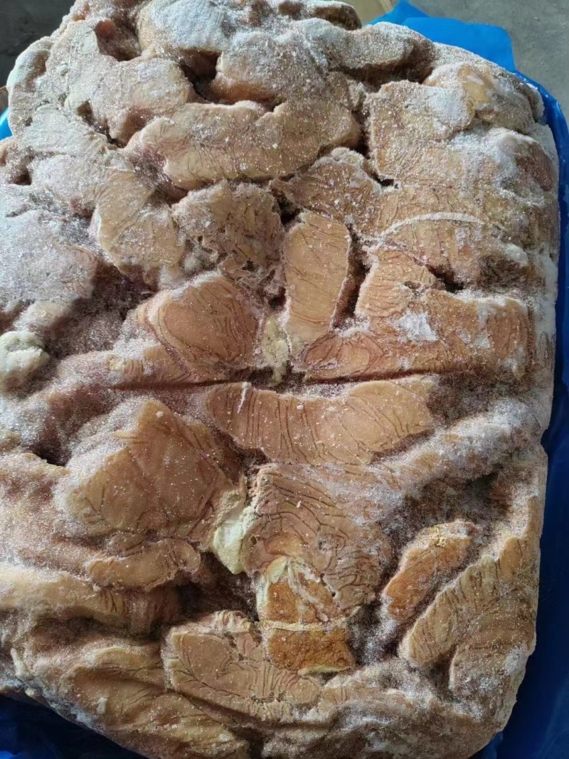 马中肠