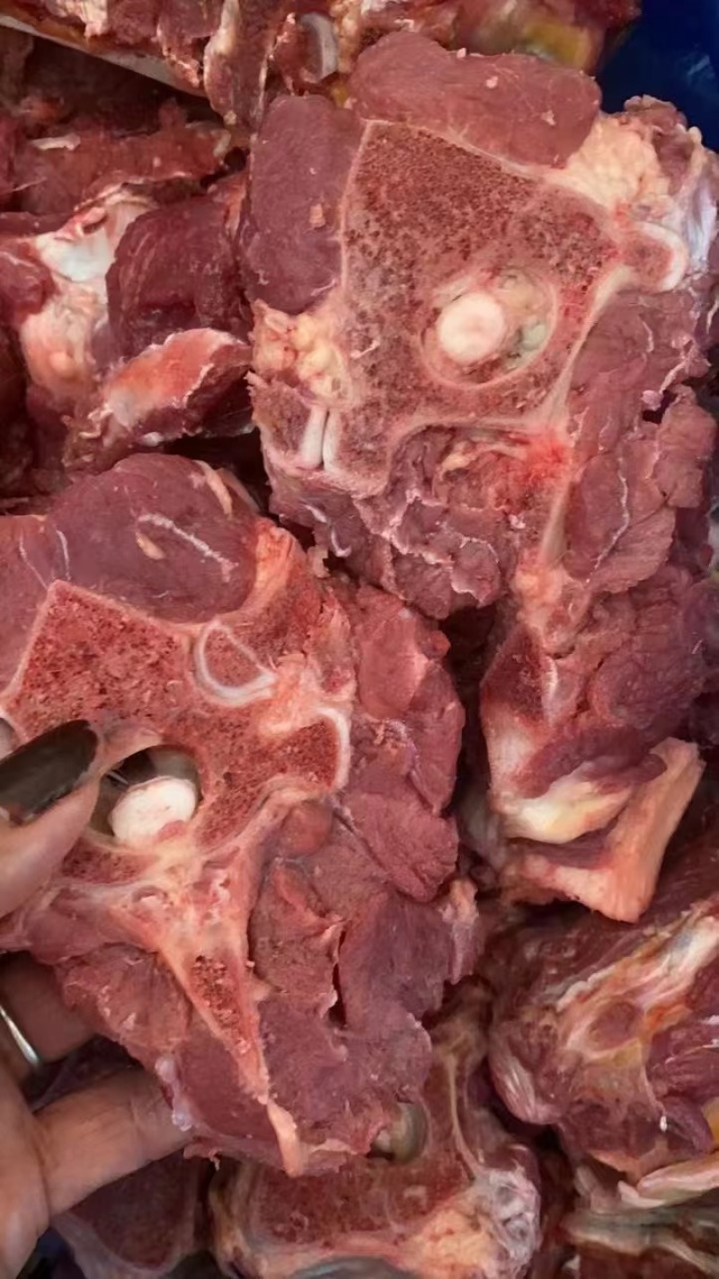 马蝎子