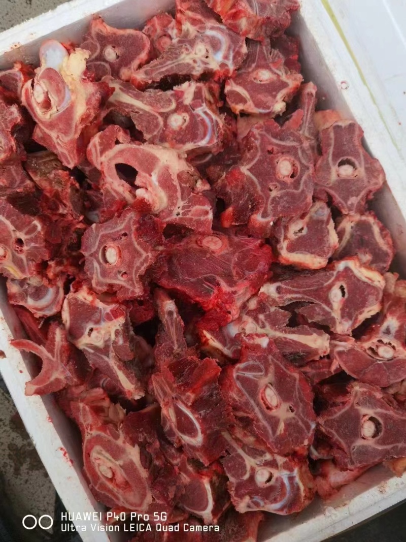 马蝎子