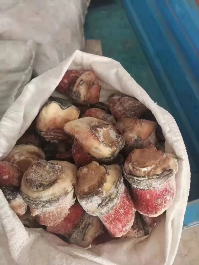 马短蹄