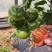 西红柿苗草莓番茄苗铁皮柿子苗浓绿肩口感番茄苗包邮