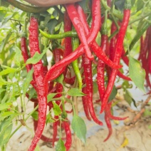 鲜辣椒️，朝天椒。大量出售