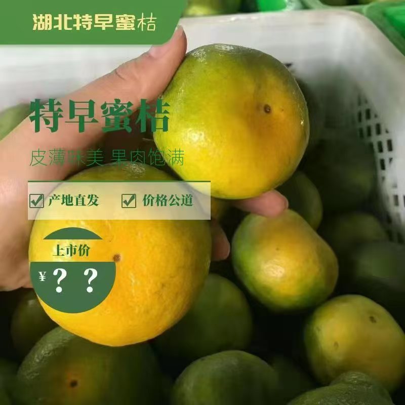 精品蜜桔，宜昌蜜桔，甜蜜多汁一手货源量大从优