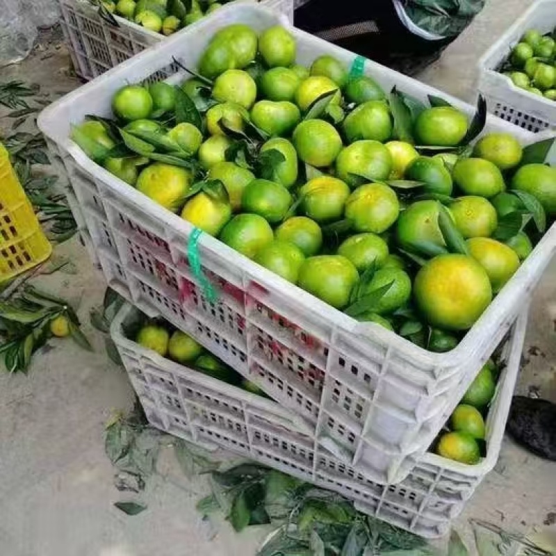 精品蜜桔，宜昌蜜桔，甜蜜多汁一手货源量大从优