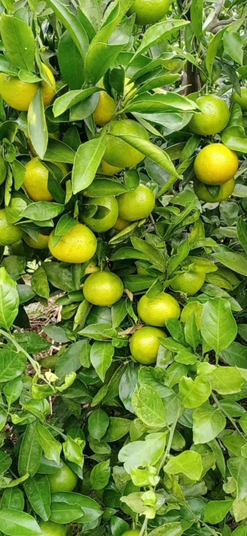 精品蜜桔，宜昌蜜桔，甜蜜多汁一手货源量大从优