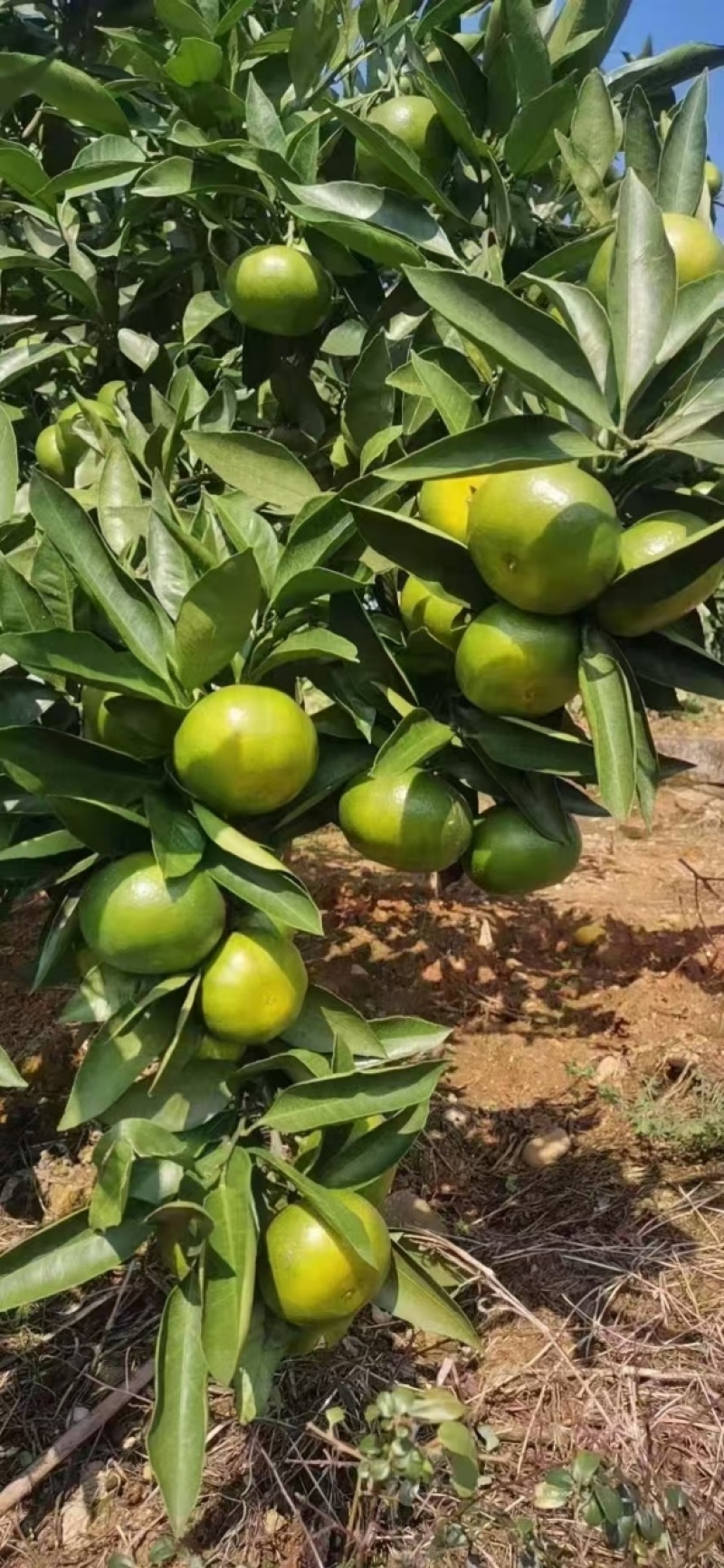 精品蜜桔，宜昌蜜桔，甜蜜多汁一手货源量大从优