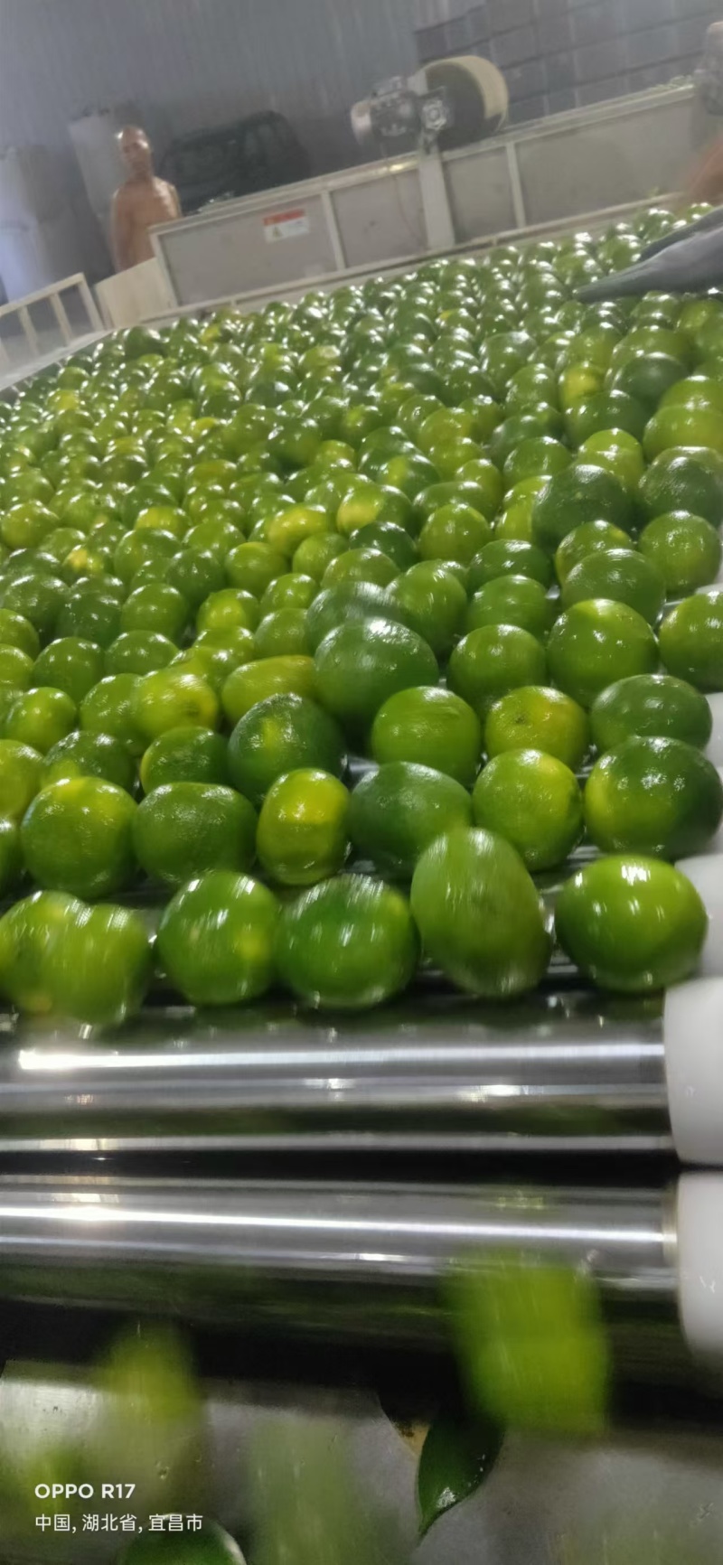 精品蜜桔，宜昌蜜桔，甜蜜多汁一手货源量大从优