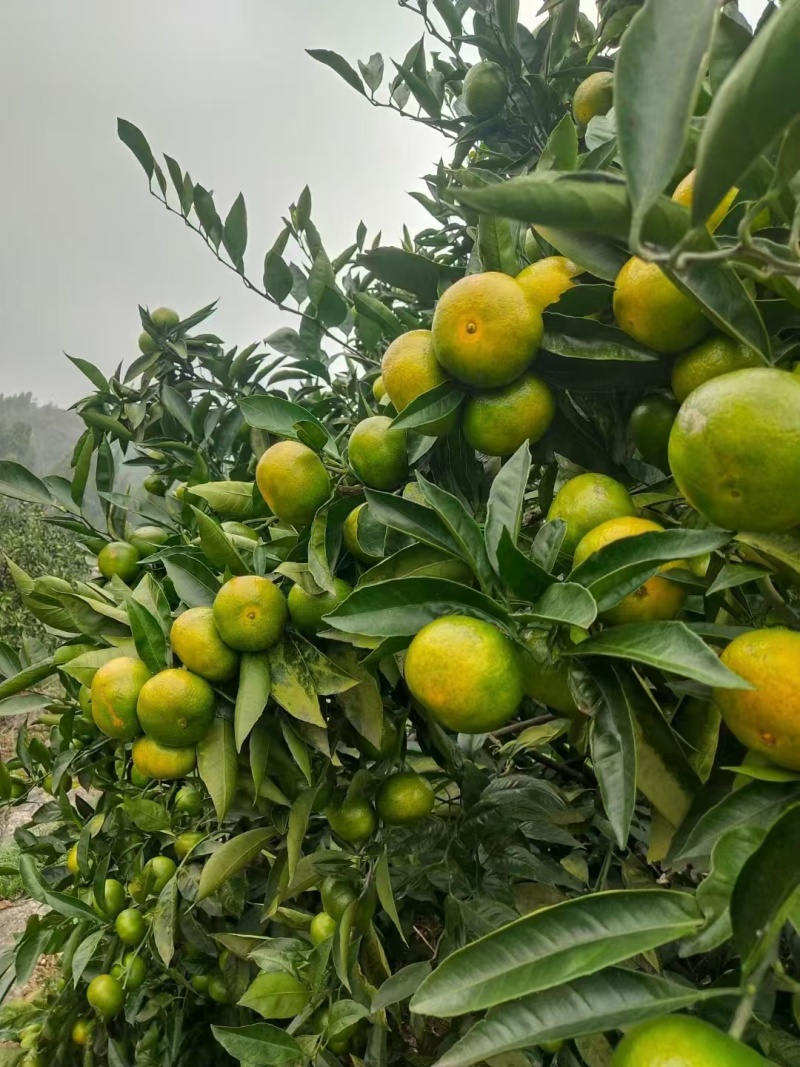 精品蜜桔，宜昌蜜桔，甜蜜多汁一手货源量大从优