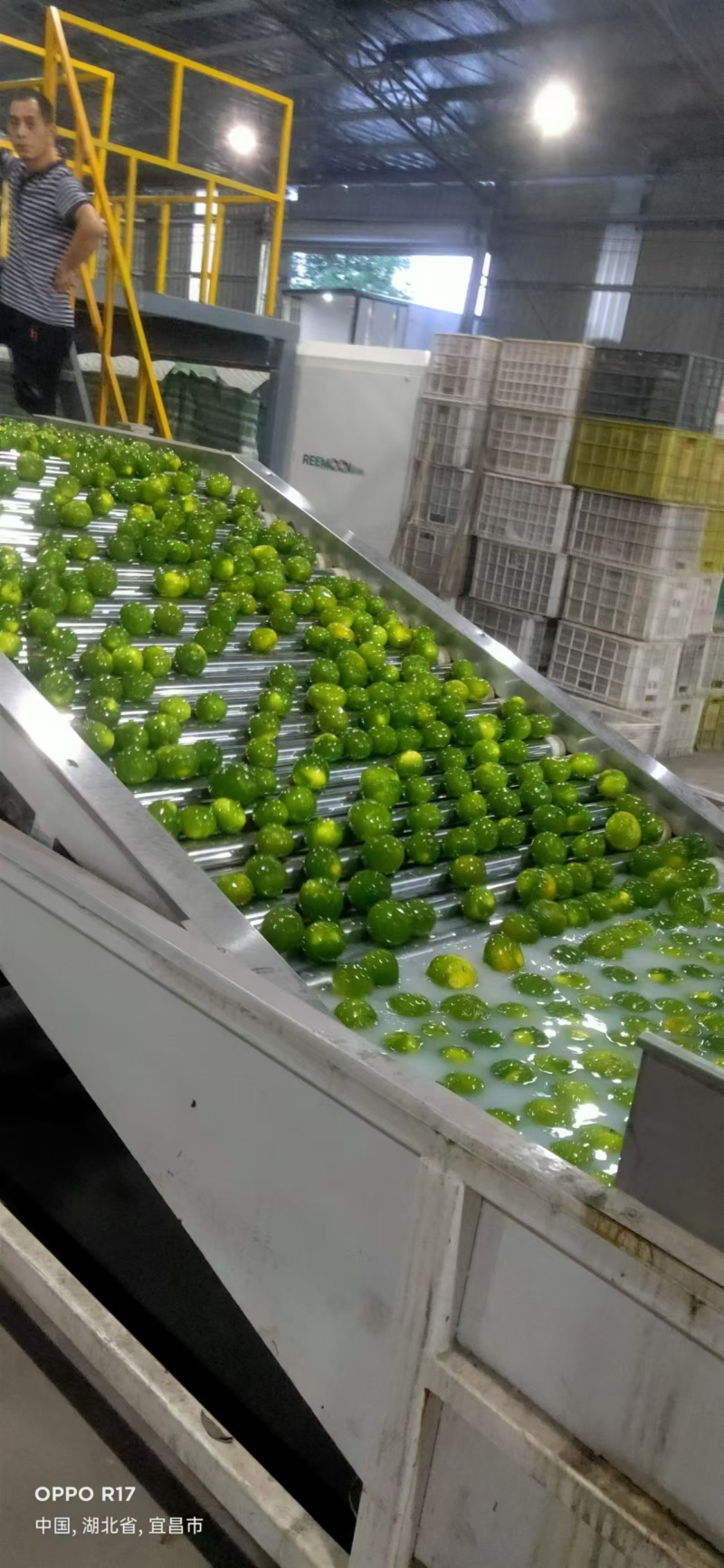 精品蜜桔，宜昌蜜桔，甜蜜多汁一手货源量大从优